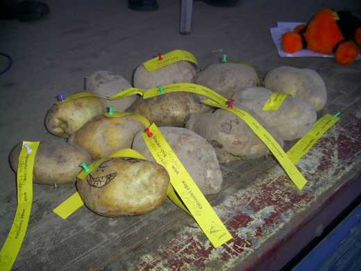 Na konkurs na  'Największy okaz' dostarczono 12 dorodnych ziemniaków